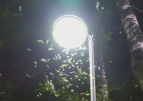 Porsche разбился в ДТП в Ленобласти из-за нашествия мотыльков