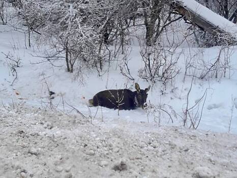 В Оренбуржье на трассе сбили годовалого лося