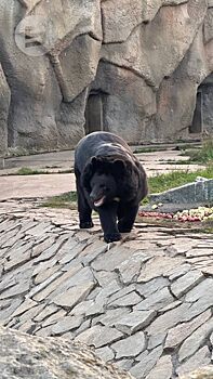 Животные зоопарка Ижевска готовятся к зимней спячке