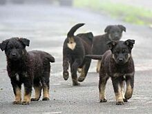 В Минприроды сосчитали бездомных собак и кошек