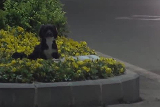 Преданная собака охраняла тело погибшего сородича