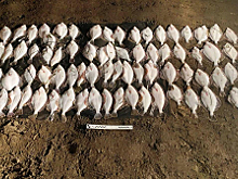 Транспортные полицейские пресекли деятельность браконьеров в Херсонской области