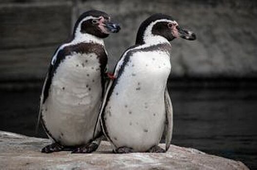 Нижегородский зоопарк выиграл грант на строительство пингвинария