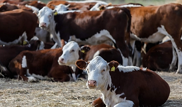 Хозяйства Волгоградской области получат 640 млн рублей на орошение