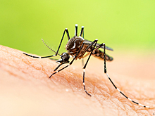 Что случится, если однажды мы убьем всех комаров