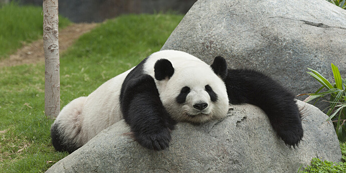 Пожилая панда Тань Тань умерла в Японии, не дождавшись возвращения на родину