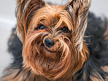 Лошадь без головы и летающая собака: самые смешные фотографии домашних животных 2024 года