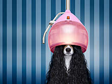 Самые красивые породы собак в мире