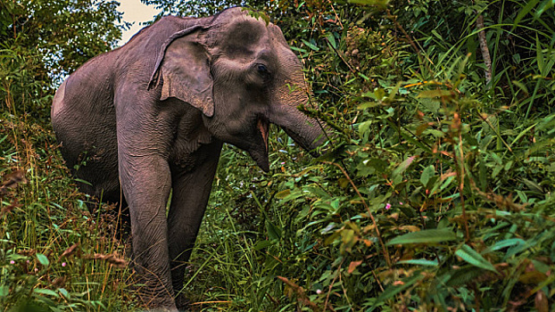 В Китае растет популяция азиатских слонов