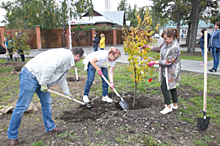 Барнаульские депутаты высадили яблоневый сад в Нагорном парке