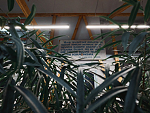 Обстановочка: Grape