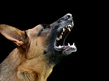 В Забайкалье девочку загрызли собаки