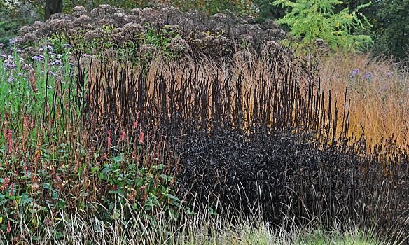 Красивые цветники с вероникаструмами