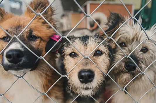 Жители Саратова просят отловить 480 бродячих собак