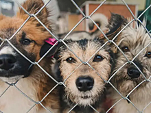 В Саратове живущую в подпольном приюте для собак девочку повторно изъяли из семьи