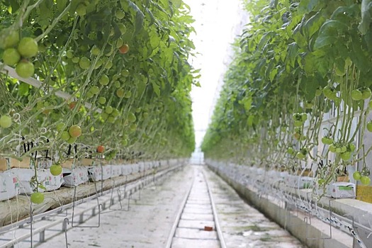 В Ингушетии к концу года запустят тепличный комплекс «Сунжа»