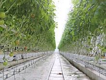 В Ингушетии к концу года запустят тепличный комплекс «Сунжа»