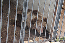 В Башкирии полицейские изловили бегавшего по улице медвежонка