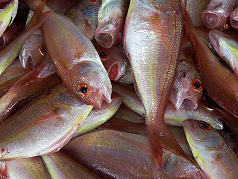 «Количество дальневосточной рыбопродукции в России увеличится»