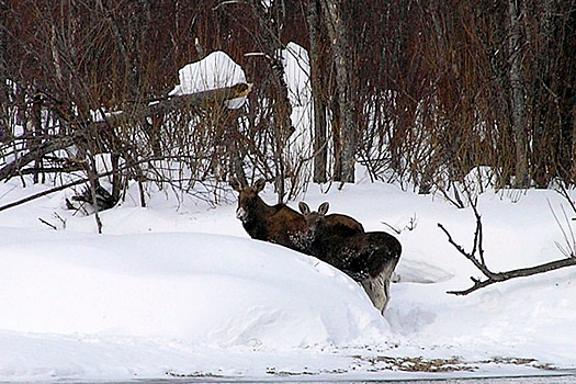 Сергей Зимин: Горностай гипнотизирует жертву акробатическим танцем