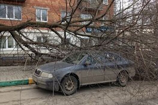 В центре Челябинска упавшее дерево повредило четыре автомобиля