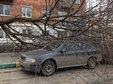 В центре Челябинска упавшее дерево повредило четыре автомобиля