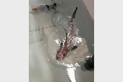 Акула обошлась без самцов и родила сама от себя