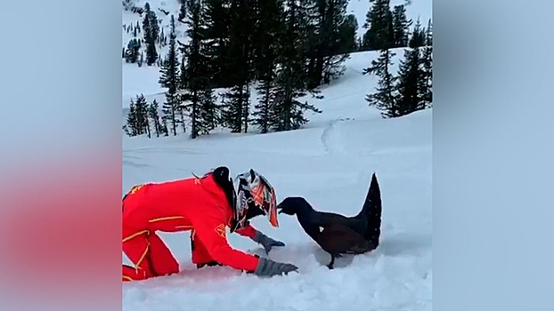 Бесстрашный глухарь в Красноярском крае позабавил посетителей природного парка