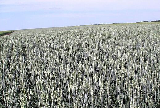 Доклад о качестве российского зерна предоставил ФГБУ «Центр оценки качества зерна»