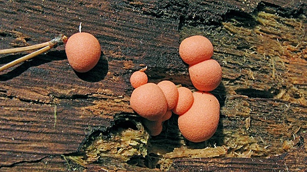 В лесах Подмосковья появились опасные грибы