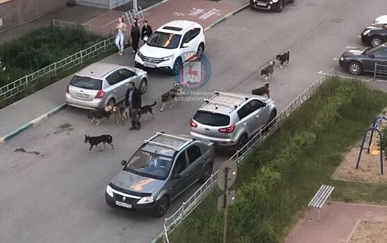 Местный Эйс Вентура появился в Нижнем Новгороде