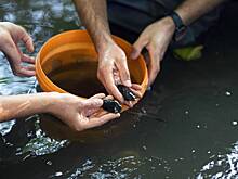 Названы самые полезные и питательные морепродукты