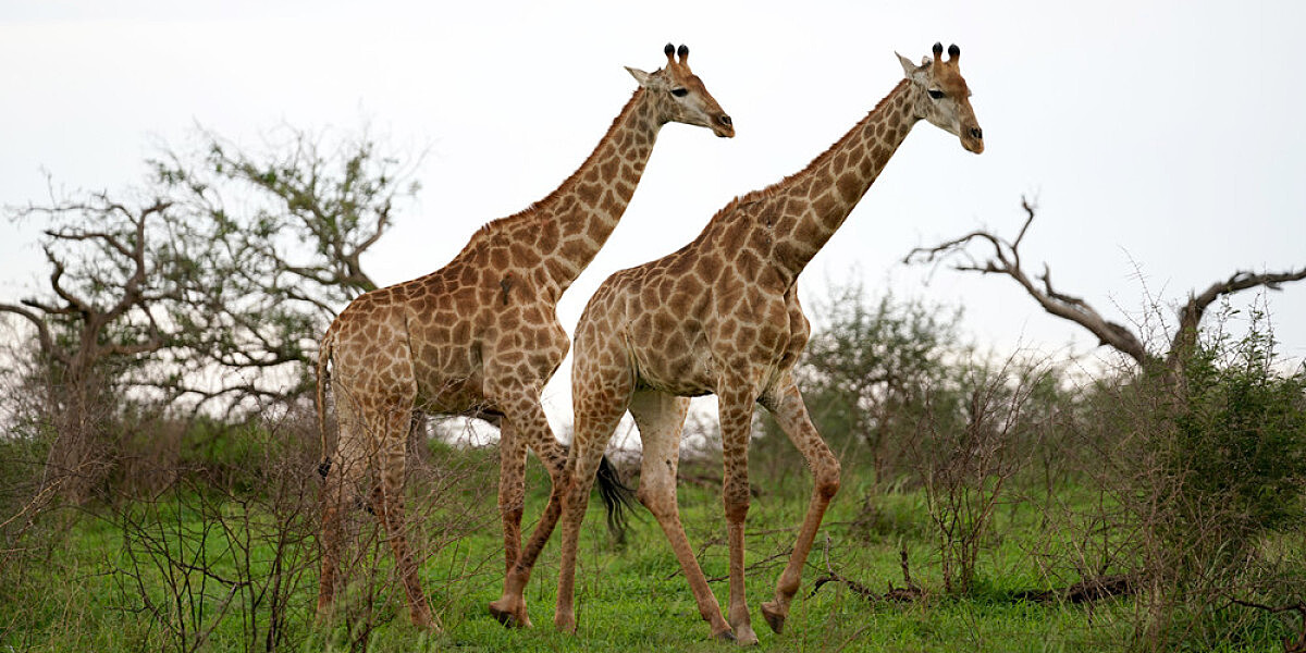 Редкие жирафы-близнецы родились в нацпарке Кении