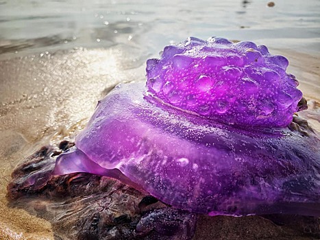 На австралийском пляже нашли инопланетную медузу