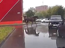 Резвая лошадь на самовыгуле пугает водителей в Костроме