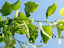 Свыше 750 деревьев высадили на благоустроенных территориях Москвы в 2023 году