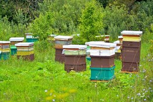 Тамбовские депутаты хотят защитить пчеловодов законодательно