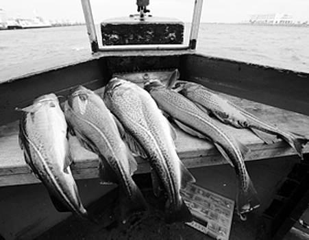 Цены на российскую рыбу можно было бы легко снизить