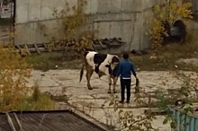Неизвестные зарезали быка на стройке в Тимирязевском — соцсети