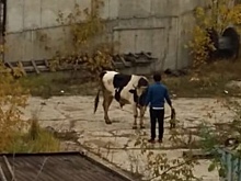 Неизвестные зарезали быка на стройке в Тимирязевском — соцсети